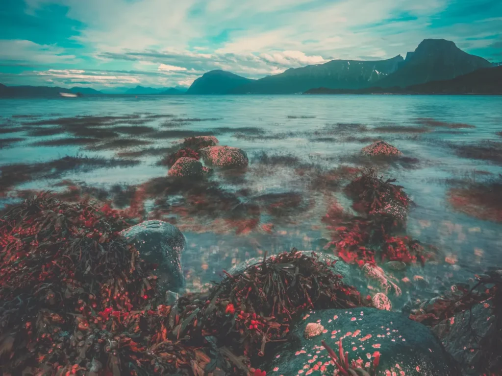 FNs medlemsland ble enige 5. mars om å etablere beskyttede marine områder som strekker seg over millioner av kilometer, og om å bidra til å en snuoperasjon av tap av marint naturmangfold. Foto: Janko Ferlič/Unsplash.