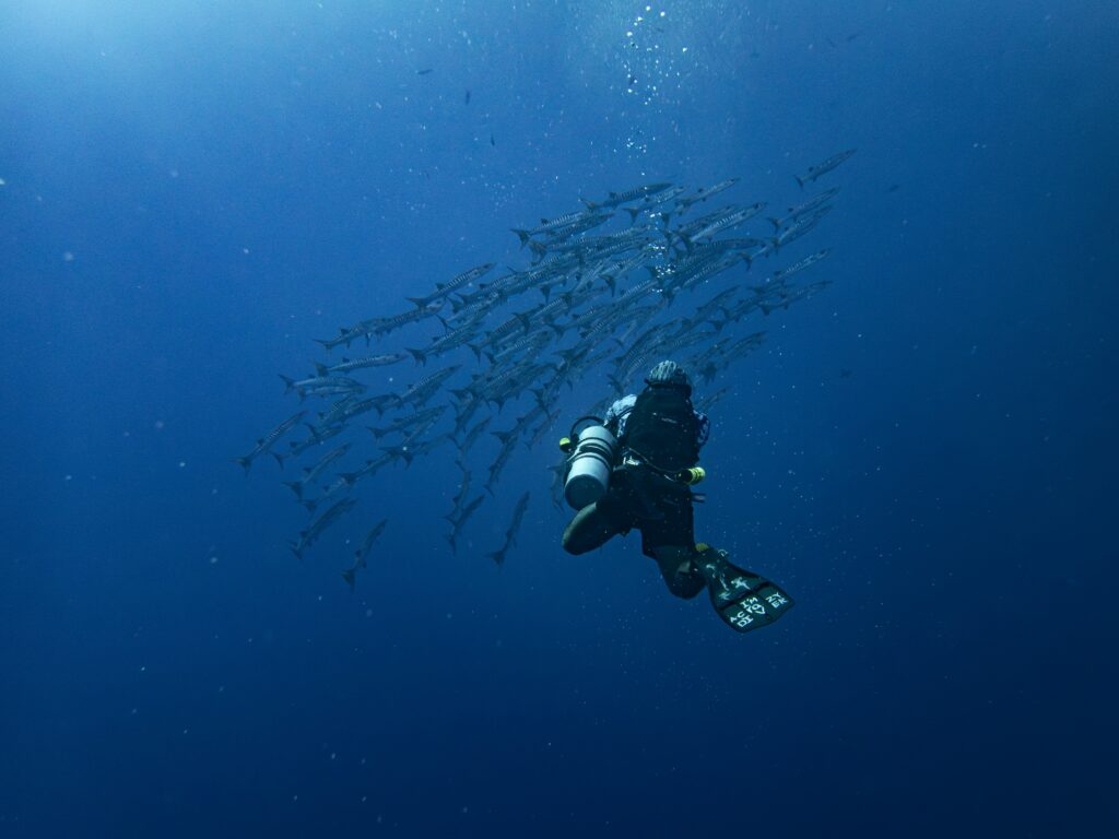 divers and schools of fish