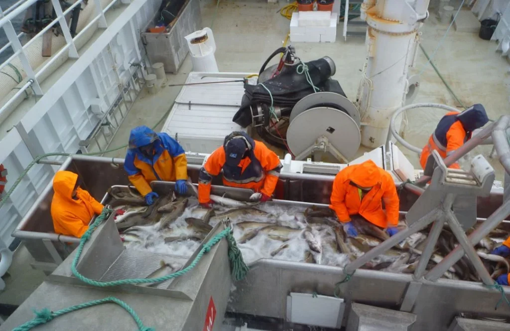 Fiskerinæringen er en viktig del av løsningen på beredskapsutfordringene Norge står ovenfor. Næringen fortjener å også bli fremhevet for dette til på lik linje med mat fra land, skriver Rachel Haug Fossbakk. Foto: SINTEF